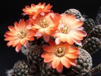 Thumbnail of 1358_Rebutia spec._20120520(1).jpg